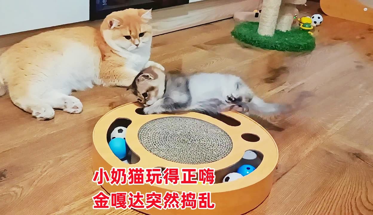 哎呦与偶像三胞胎奶猫图片