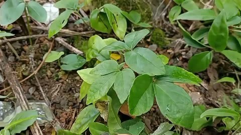 金线吊葫芦张家界图片