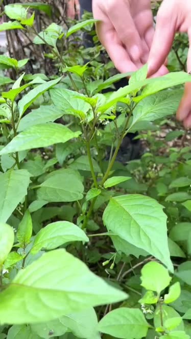 白花菜学名叫龙葵