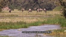 两只幼狮狩猎长角羚，却被角羚抓住机会疯狂攻击，这也太怂了