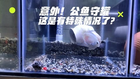 分缸之後,迷你鸚鵡魚缸出現意外情況