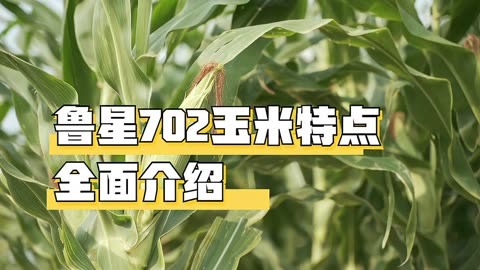 三系702玉米产量图片