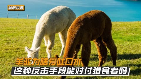 羊駝為啥愛吐口水,這種反擊手段能對付獵食者嗎