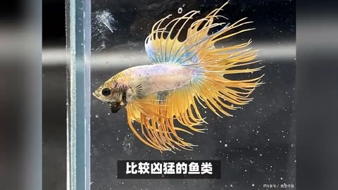 中國鬥魚的養殖方法和注意事項