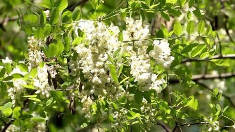 小当槐花图片