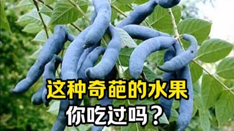 这种奇葩水果你吃过吗?