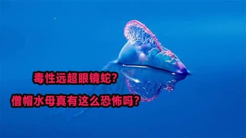 水母能毒死鲨鱼吗图片