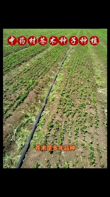 2022苍术药材种植行情图片