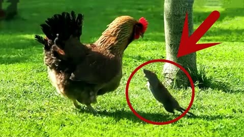 公鸡vs老鹰图片