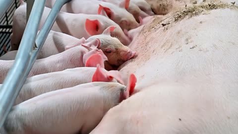 母猪带小猪一天喂多少料