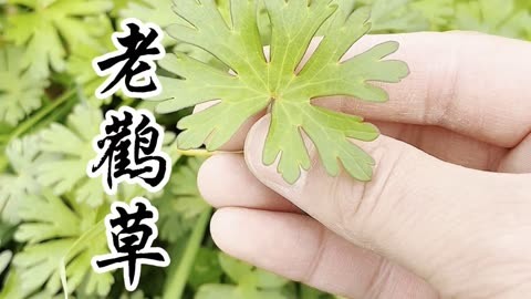 老鹳草,又名老鸦嘴,老贯筋,其叶形似附子,它的价值你了解吗?