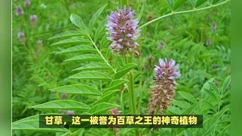 甘草导管图片