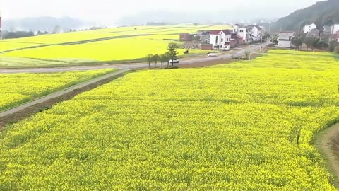 芜湖油菜花图片