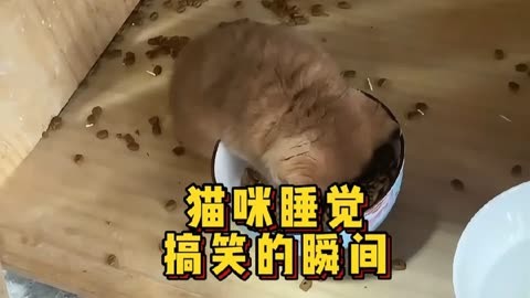 盘点猫咪睡觉的搞笑瞬间