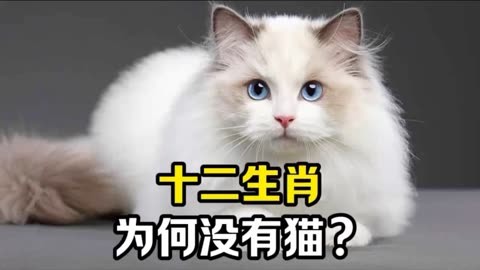 十二生肖为何没有猫?