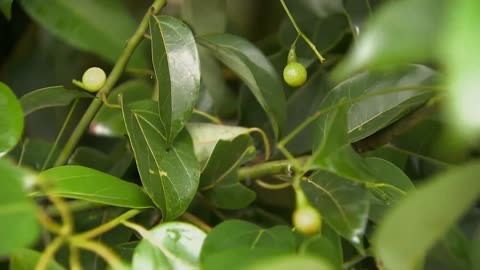 龙脑樟树种植