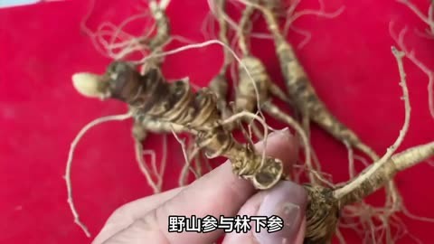 蜂糖罐的药用价值图片