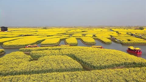 江苏兴化千垛菜花第次开 吸引众多游客踏青赏花