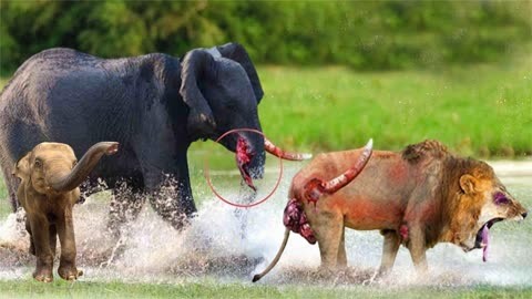 愤怒的大象,雄狮胆敢攻击小象,狮子全身受伤,付出代价!