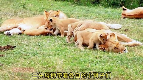 母狮抛弃出生3天幼崽图片