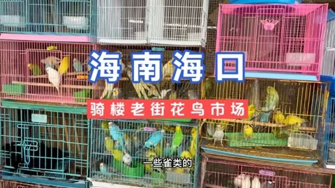 厨子带你逛海口花鸟市场,鹦鹉品种数量并多,猫咪狗狗倒是不少!