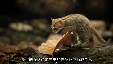 世界上最小的猫