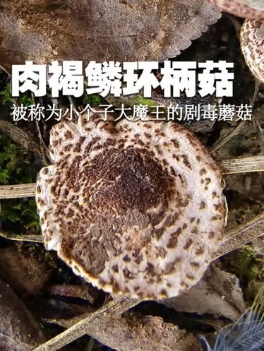 肉褐鳞环柄菇中毒类型图片